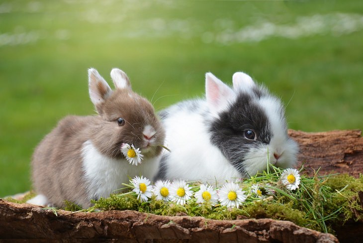 Bunnies: spring