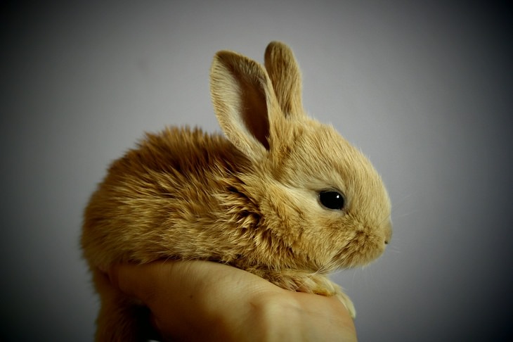 Bunnies: tiny