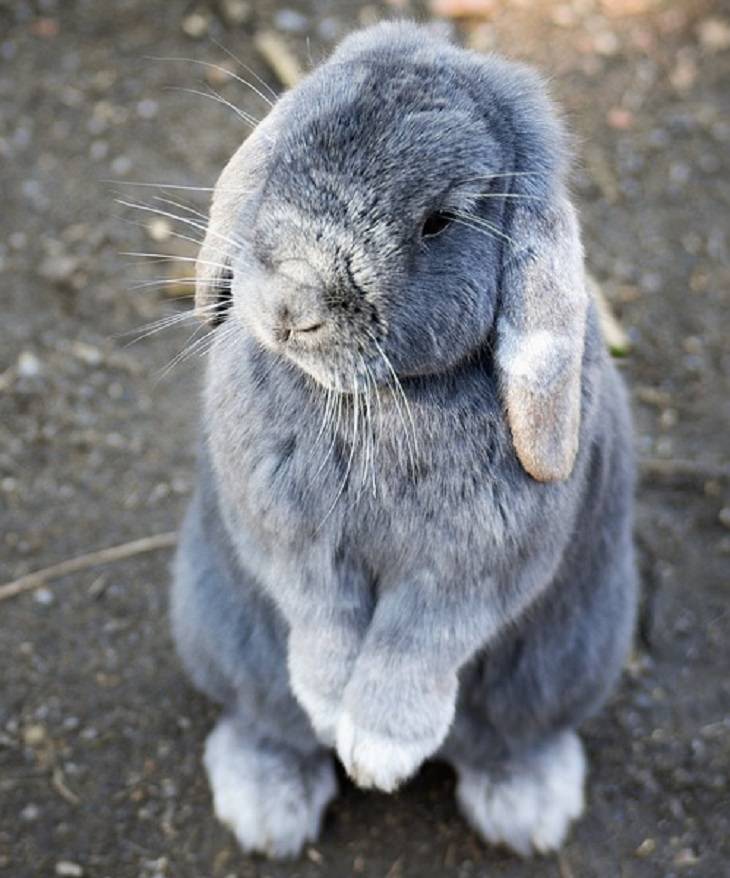 Bunnies: standing