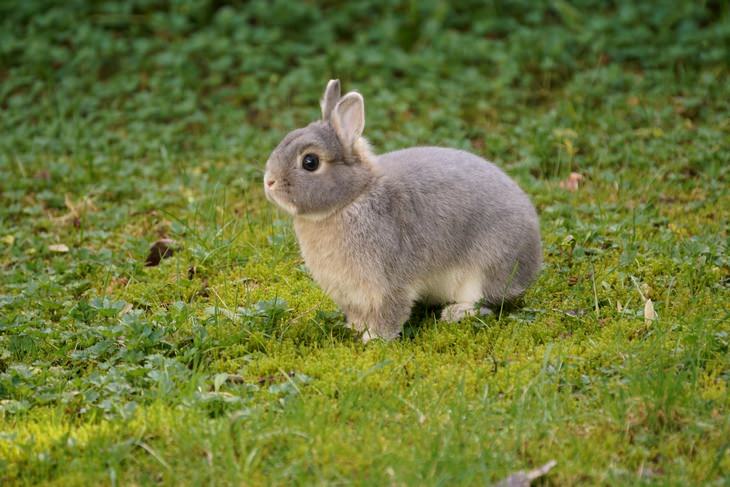 Bunnies: short ears