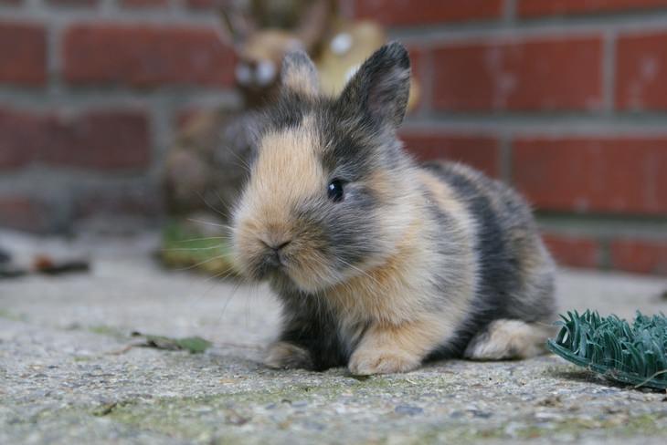 Bunnies: calico