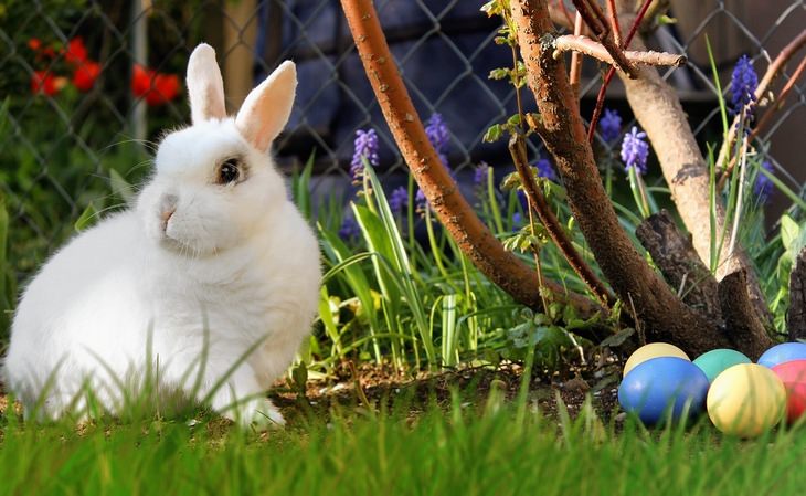 Bunnies: Easter