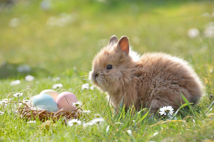 cute easter bunnies