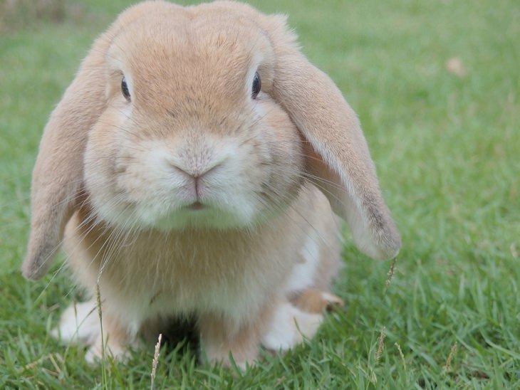 Cute Bunnies For Easter