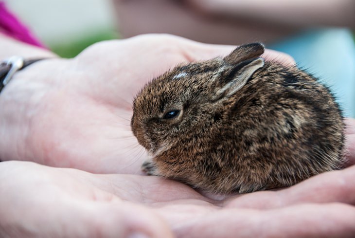 Bunnies: wild