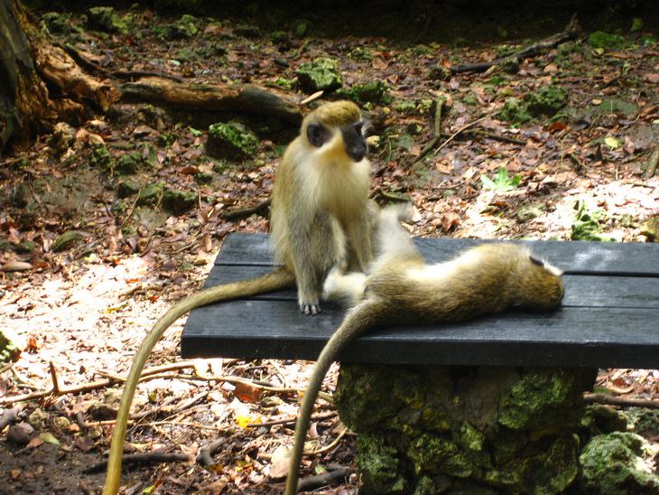 Barbados: green monkeys