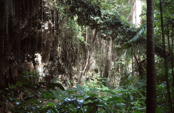 Barbados: Welchman Hall Gully