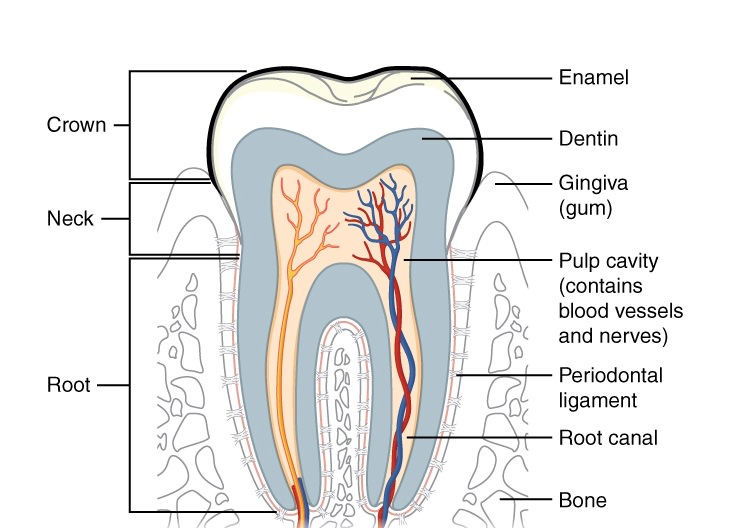 whitening strips bad for teeth diagram