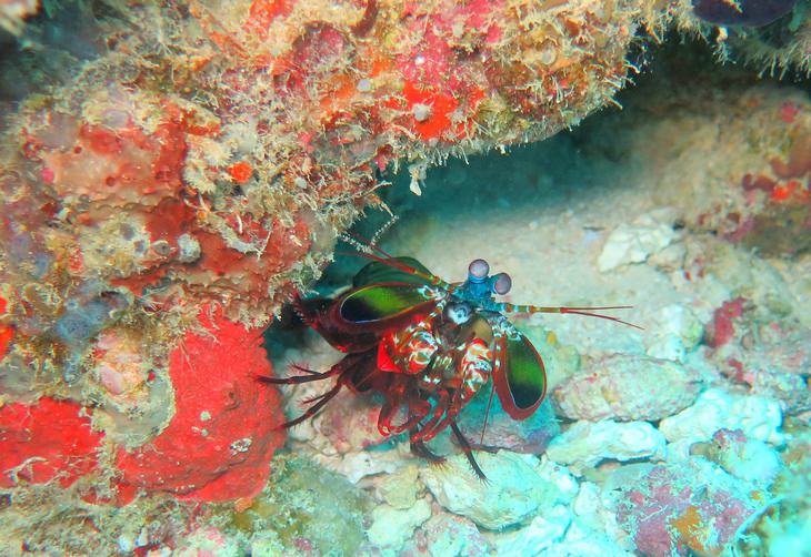 Nature is crazy: Peacock Mantis Shrimp