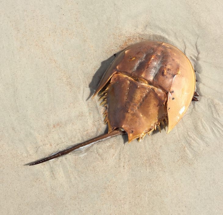 Nature is crazy: Horseshoe Crabs