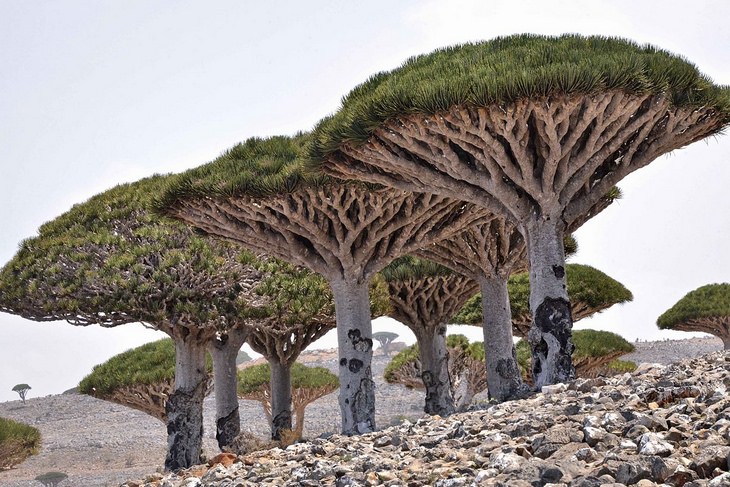 Nature is crazy: Dragon Blood Tree