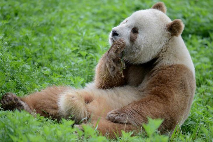 Nature is crazy:  Qinling Pandas