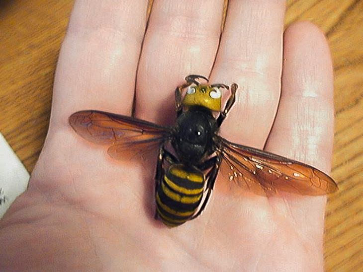 Nature is crazy: Giant asian hornets