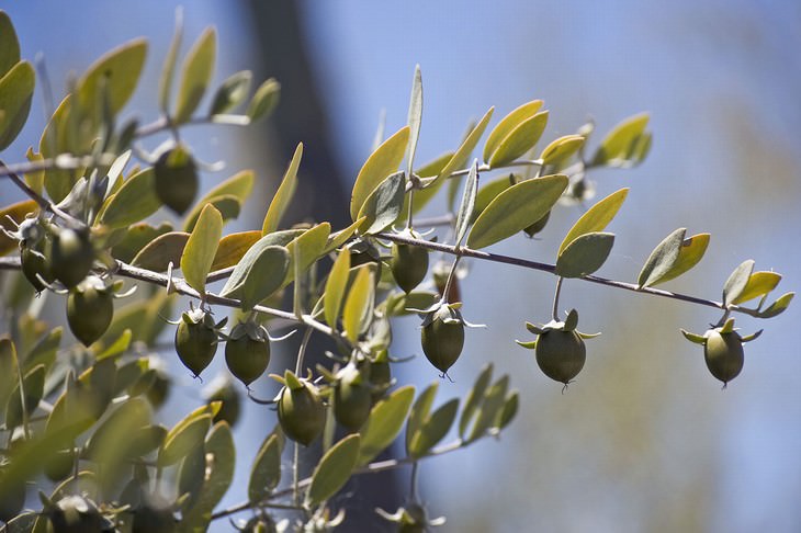 jojoba oil plant