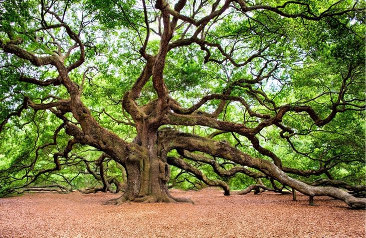 Nature is crazy:  Angel Oak