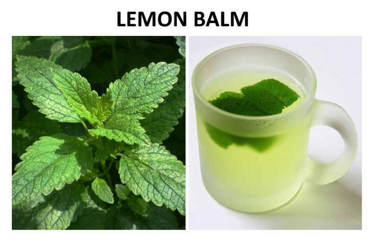 herbal teas that relieve bloating  Lemon Balm (Melissa officinalis)