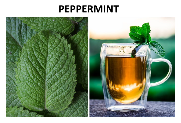 herbal teas that relieve bloating  Peppermint (Mentha piperita)
