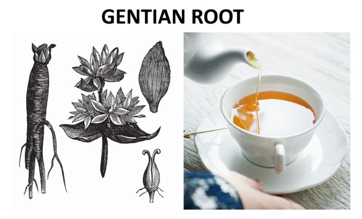 herbal teas that relieve bloating  Gentian Root (Gentiana lutea)