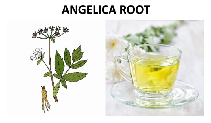 herbal teas that relieve bloating  Angelica Root (Angelica archangelica)
