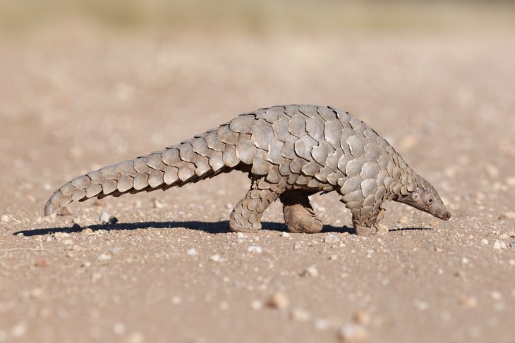 Pangolin: pangolin