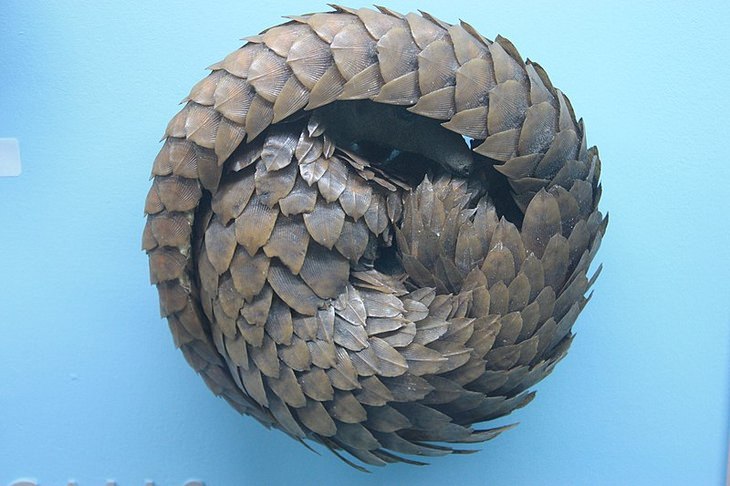 Pangolin: ball