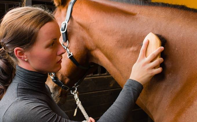 horse grooming