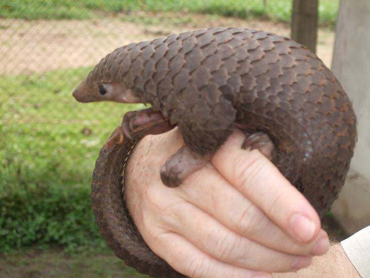 Pangolin: baby