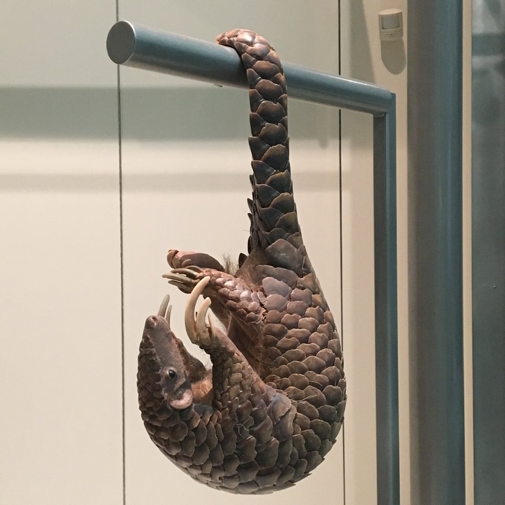 Pangolin: tail