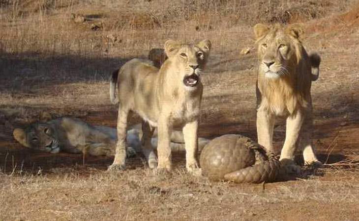 Pangolin: defense