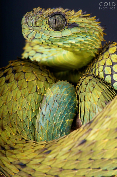 Lizards frogs and snakes by Matthijs Kuijpers