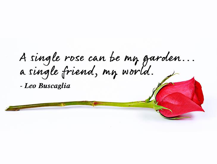 A Single Rose Can Be My Garden