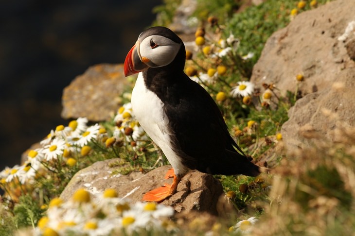 Polar animals: puffin