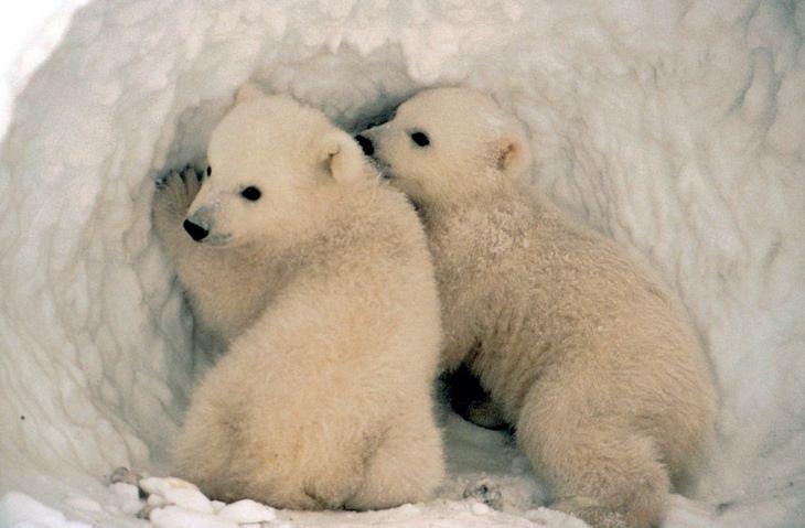 Polar animals: bear