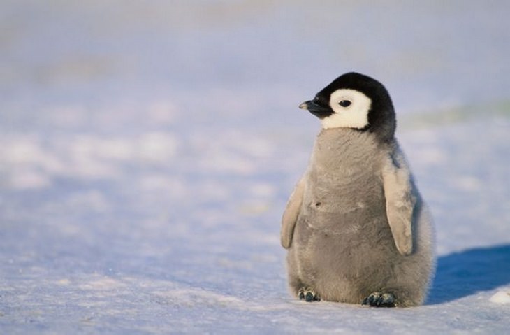 Polar animals: penguin