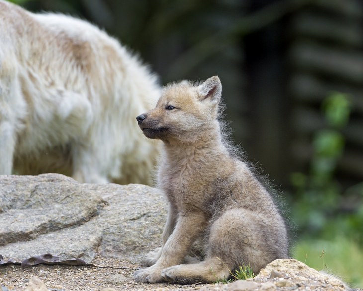 Polar animals: wolf