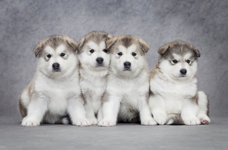 Polar animals: malamute