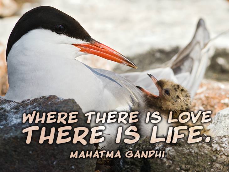 Where There Is Love There Is Life