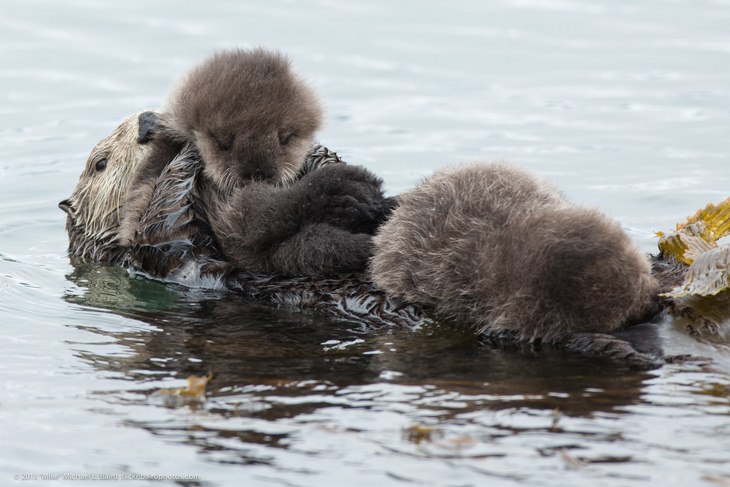 Polar animals: otter