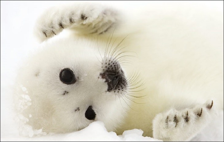 Polar animals: seal
