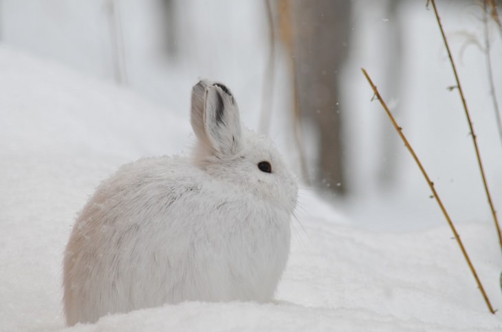 Polar animals: hare
