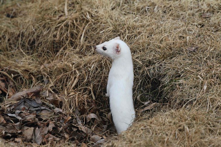 Polar animals: ermine