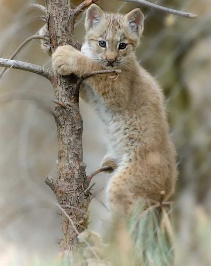 Polar animals: lynx