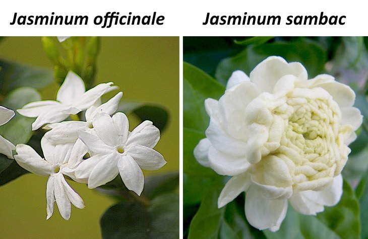 jasmine tea 2 kinds of jasmine used in tea