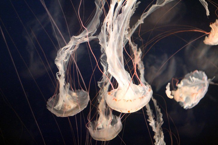 Health myths: jellyfish