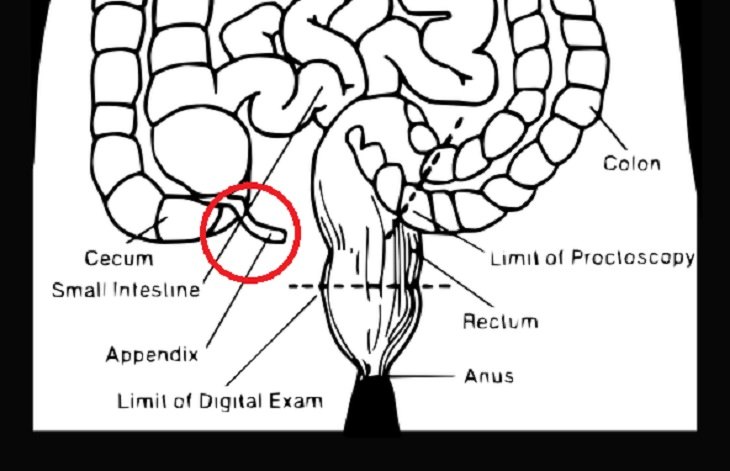 Health myths: appendix