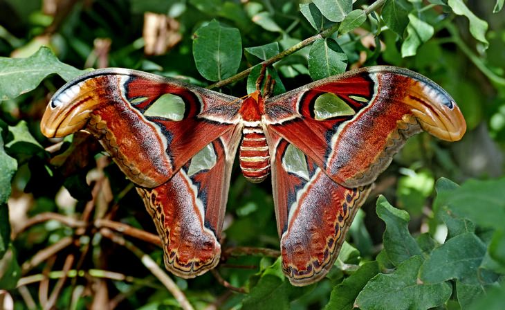 Animal mimics: atlas moth