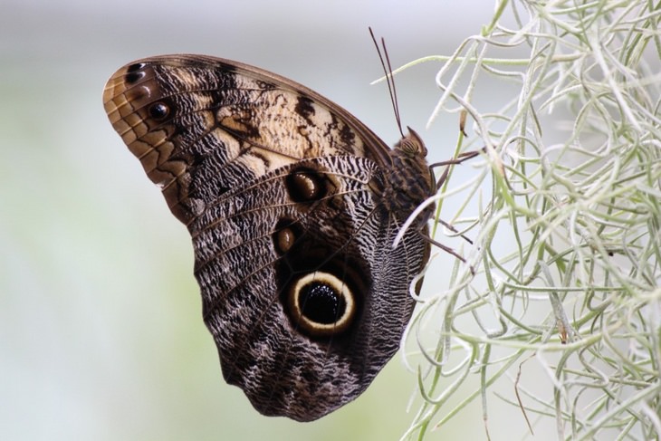 Animal mimics: owl moth