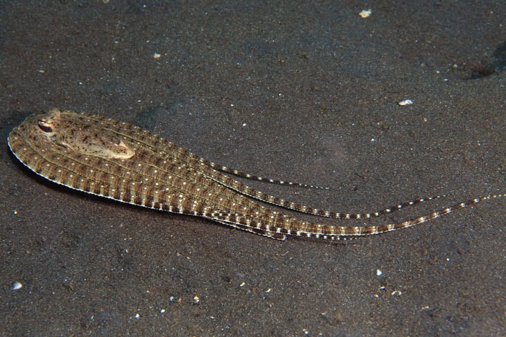 Animal mimics: mimic octopus