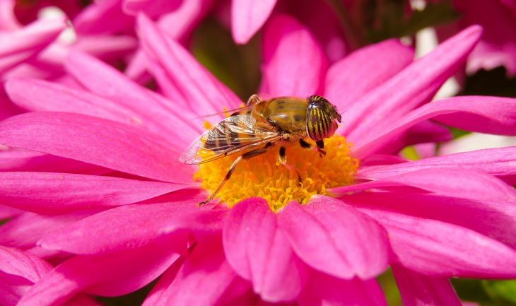 Animal mimics: bee fly