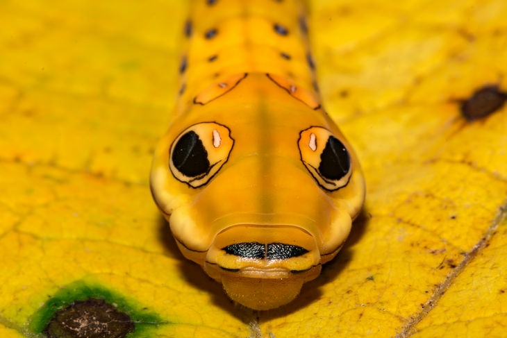 Animal mimics: snake caterpillar
